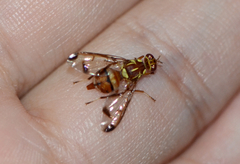 Zeugodacus cucurbitae