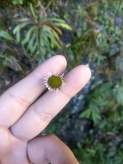 Erigeron morrisonensis
