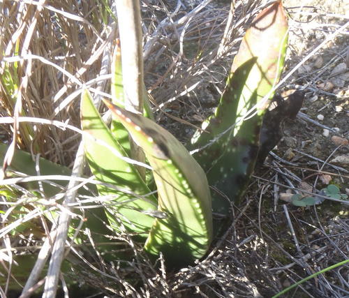 Gasteria nitida