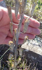 Gasteria nitida nitida