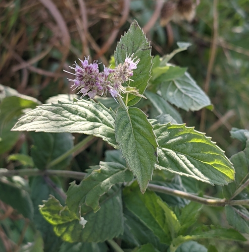 Mentha longifolia