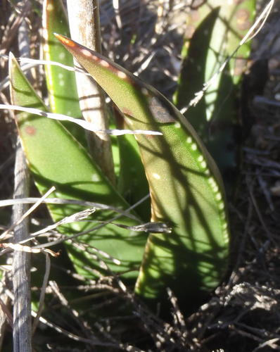 Gasteria nitida