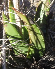 Gasteria nitida nitida