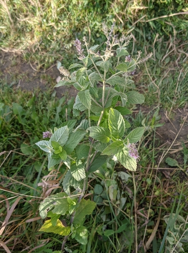 Mentha longifolia