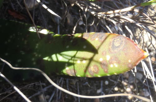 Gasteria nitida