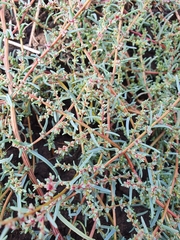 Suaeda corniculata