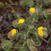 Rafnia acuminata - Photo (c) Carina Lochner, alguns direitos reservados (CC BY-NC), uploaded by Carina Lochner