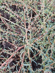 Suaeda corniculata