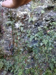 Notoseris melanantha