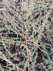 Suaeda corniculata