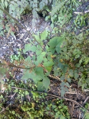 Notoseris melanantha