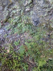 Notoseris melanantha