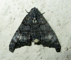 Marathyssa albidisca