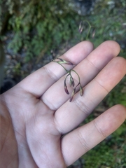 Notoseris melanantha