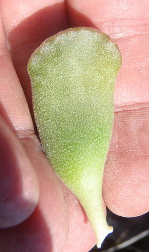 Adromischus cristatus