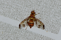 Zeugodacus cucurbitae