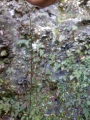 Notoseris melanantha