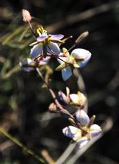 Heliophila cornuta squamata