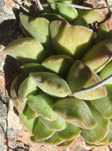 Adromischus cristatus