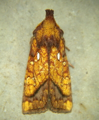 Papaipema harrisii