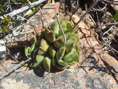 Adromischus cristatus