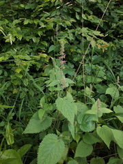 Stachys sylvatica