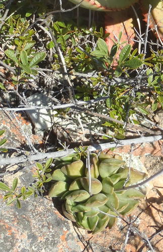 Adromischus cristatus