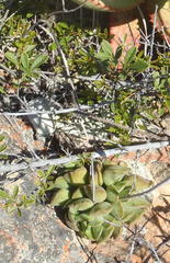 Adromischus cristatus cristatus