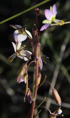 Heliophila cornuta squamata