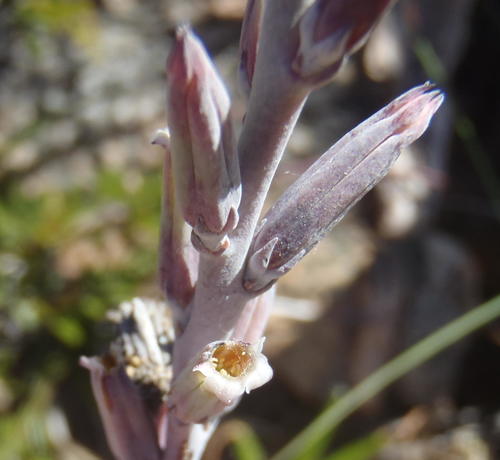 Adromischus cristatus