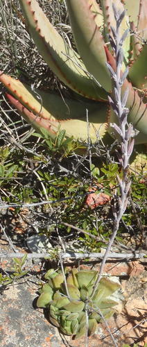Adromischus cristatus