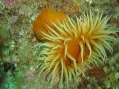 Pseudactinia flagellifera