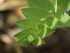 Crotalaria hebecarpa