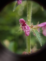 Stachys sylvatica