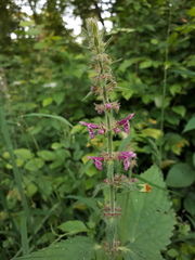Stachys sylvatica