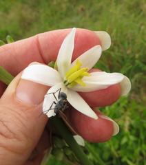 Chlorophytum krookianum