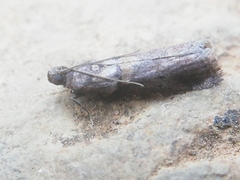 Acrobasis sodalella