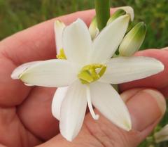 Chlorophytum krookianum