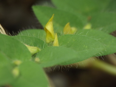 Crotalaria hebecarpa