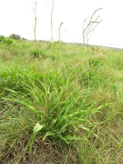 Chlorophytum krookianum