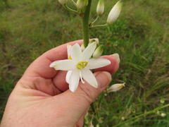Chlorophytum krookianum