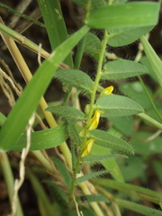 Crotalaria hebecarpa