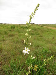 Chlorophytum krookianum