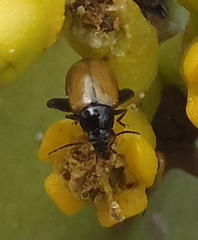 Aphthona