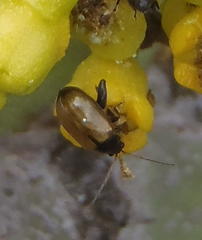Aphthona