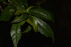 Polyosma cunninghamii