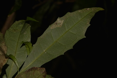 Polyosma cunninghamii