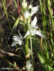 Chloraea multiflora