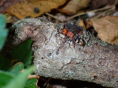 Pseudomethoca vanduzei