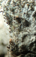 Chaenotheca trichialis